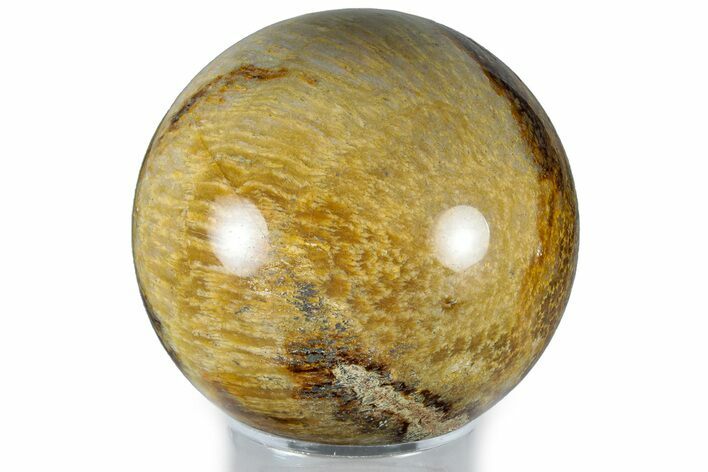 Polished Fossil Coral Sphere - Indonesia #309184